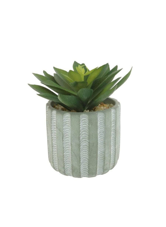 Homeware  -  Panda Plant Succulent Arrangement  -  60005729