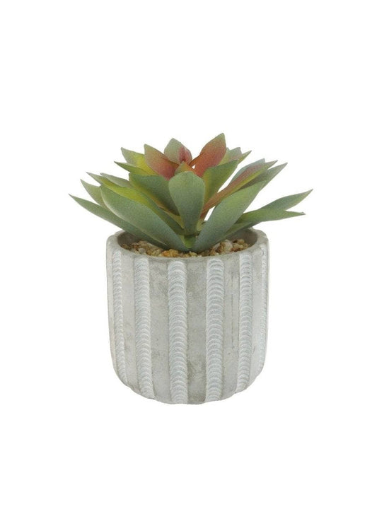 Homeware  -  Panda Plant Succulent Arrangement - Orange & Green  -  60005730