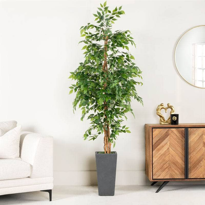 Homeware  -  Artificial Ficus Tree  - 210cm  -  60010229