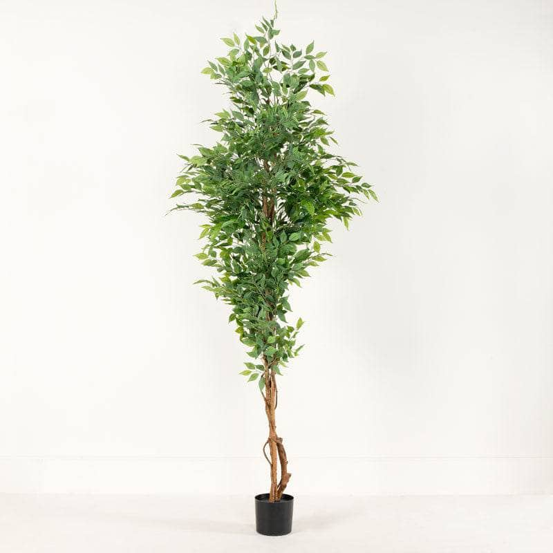 Homeware  -  Artificial Ficus Tree  - 210cm  -  60010229